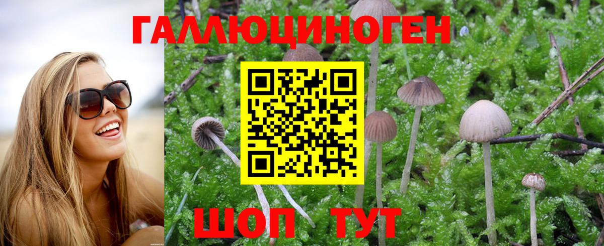Псилоцибиновые грибы Cubensis  Псилоцибиновые грибы Cubensis  Барабинск  Вход с VPN 
